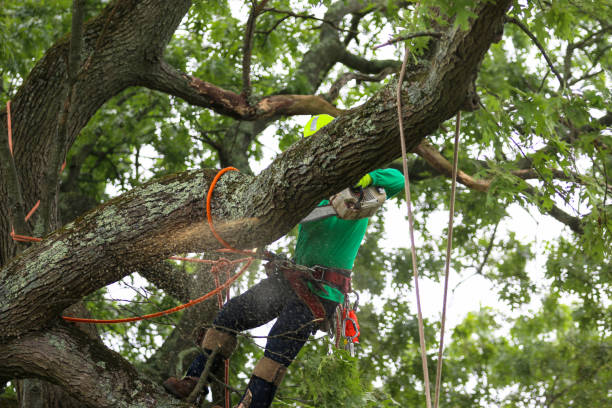 Glen Rose, TX Tree Removal Services Company